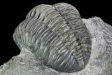 Multi-Toned Pedinopariops Trilobite - Nice Eyes #87580-5